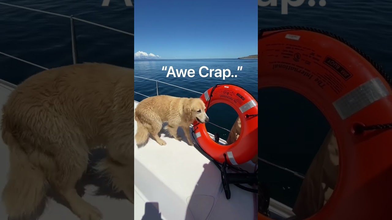 POVESTI DE CAINE SARAT 🐾.  #short #navigație #goldenretriever #boatlife