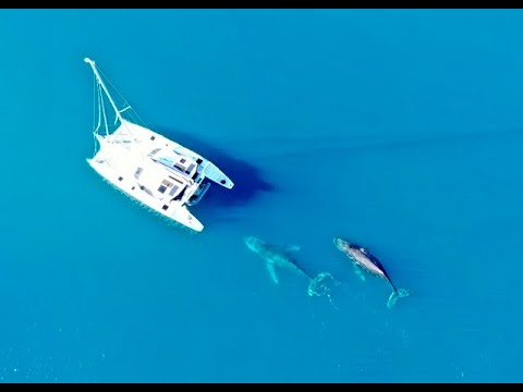 Balene, delfini, navigație pe coasta de est a Australiei