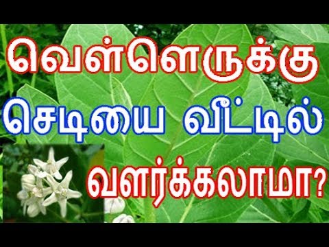 Putem cultiva plante de castraveți acasă?  |  vella erukku sedi valarkalaama |  Ganesha pentru castraveți