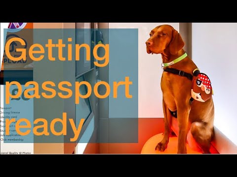 Navigați cu un câine (pașaport pentru animale de companie)