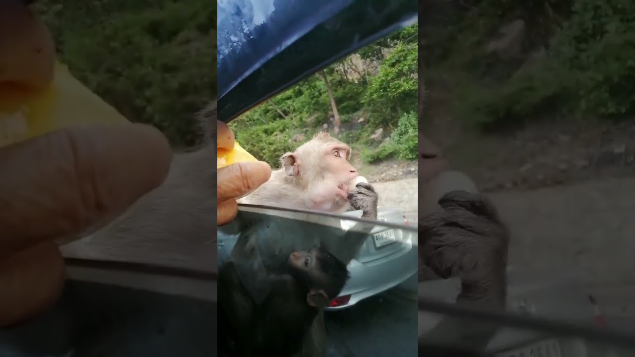 Maimuțe de pe marginea drumului!