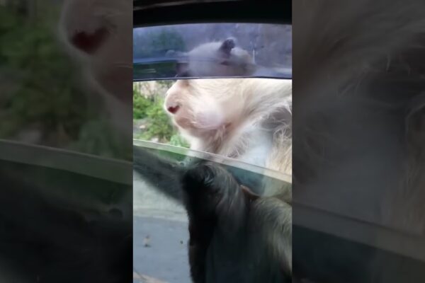 Mooching maimuțe de pe marginea drumului!