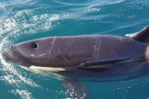 Iahtul Amel 52 atacat de orci (balenele ucigașe) în largul coastei spaniole