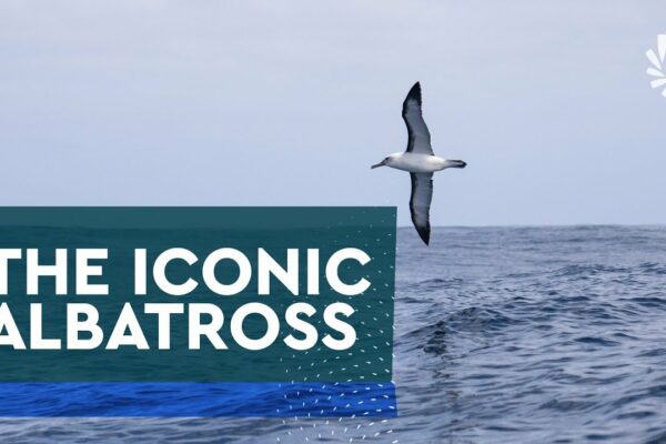 Albatrosul |  O icoană a cursei oceanice