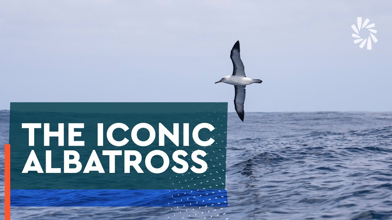 Albatrosul |  O icoană a cursei oceanice