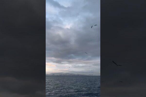 heaven🌫sea view|turkey🤍🌊🏤 #cloudy #oceanview #turkiye #istanbul #turkishlove #allshortsturkey