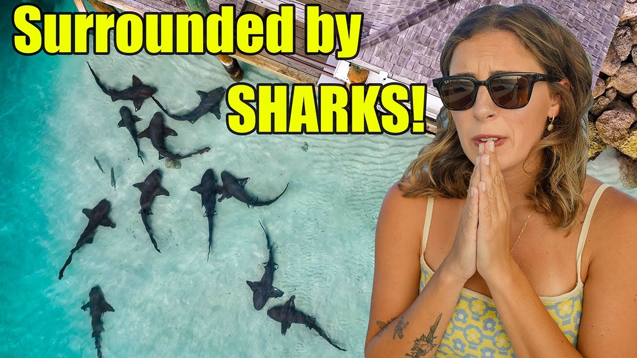 Înconjurat de rechini în Marina!