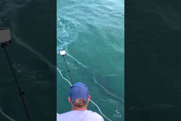 Marele rechin alb iese imediat din apă