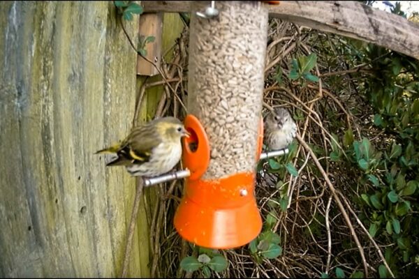 Wild Live - Taverna Tweeters