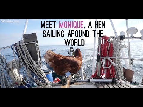 Guirec Soudée navighează în jurul lumii cu puiul lui Monique