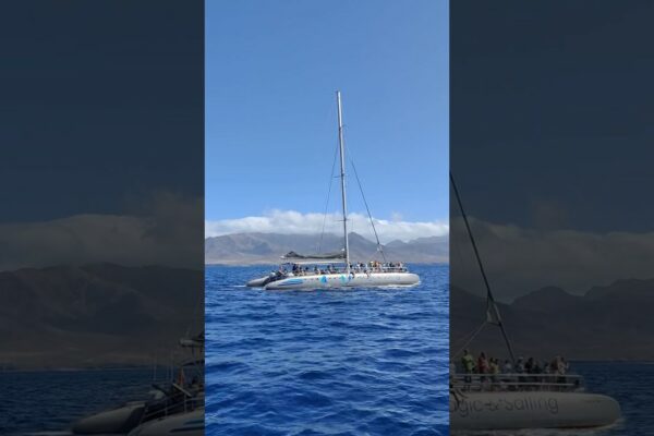 Magia catamaranului selectează navigarea pe coasta Fuerteventura în căutarea #delfinilor