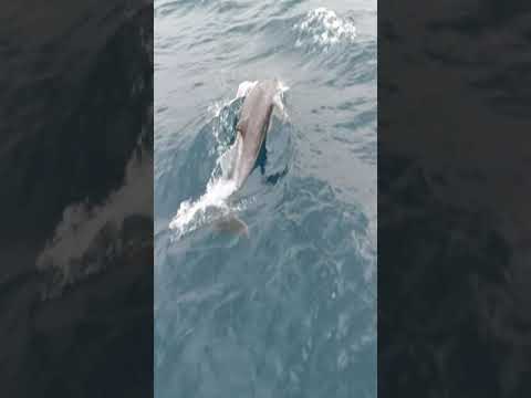 Experienta extraordinara la prima iesire pe mare oferita de un delfin jucaus.