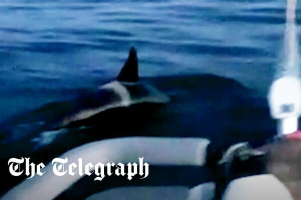 Balenele ucigașe atacă barca cu vele în largul coastei Spaniei