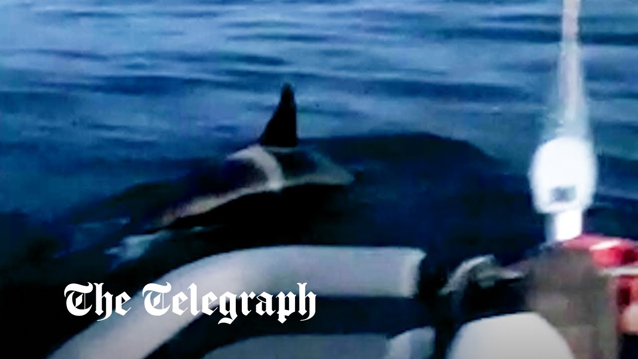 Balenele ucigașe atacă barca cu vele în largul coastei Spaniei