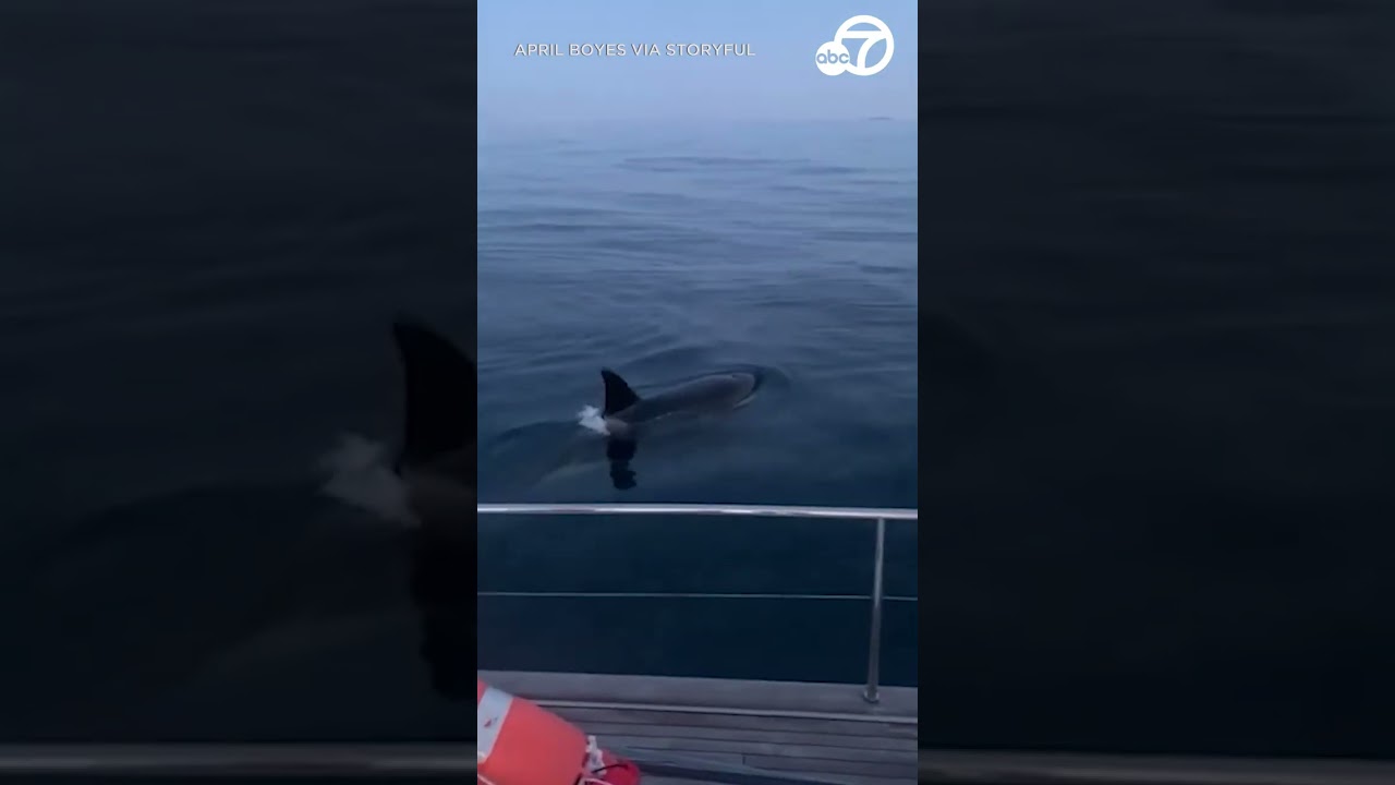 Echipajul de navigație a fost salvat după ce orchele au atacat o barcă în largul coastei spaniole
