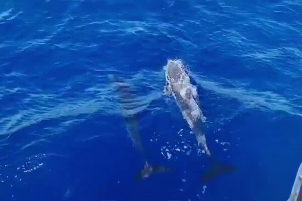 Tur delfini cu navigație Fuerteventura din Corralejo