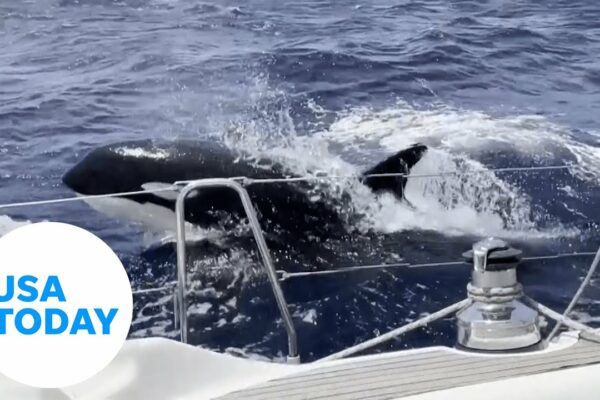 Moment terifiant balenele ucigașe atacă barca care navighează pe „aleea orcelor” |  SUA AZI