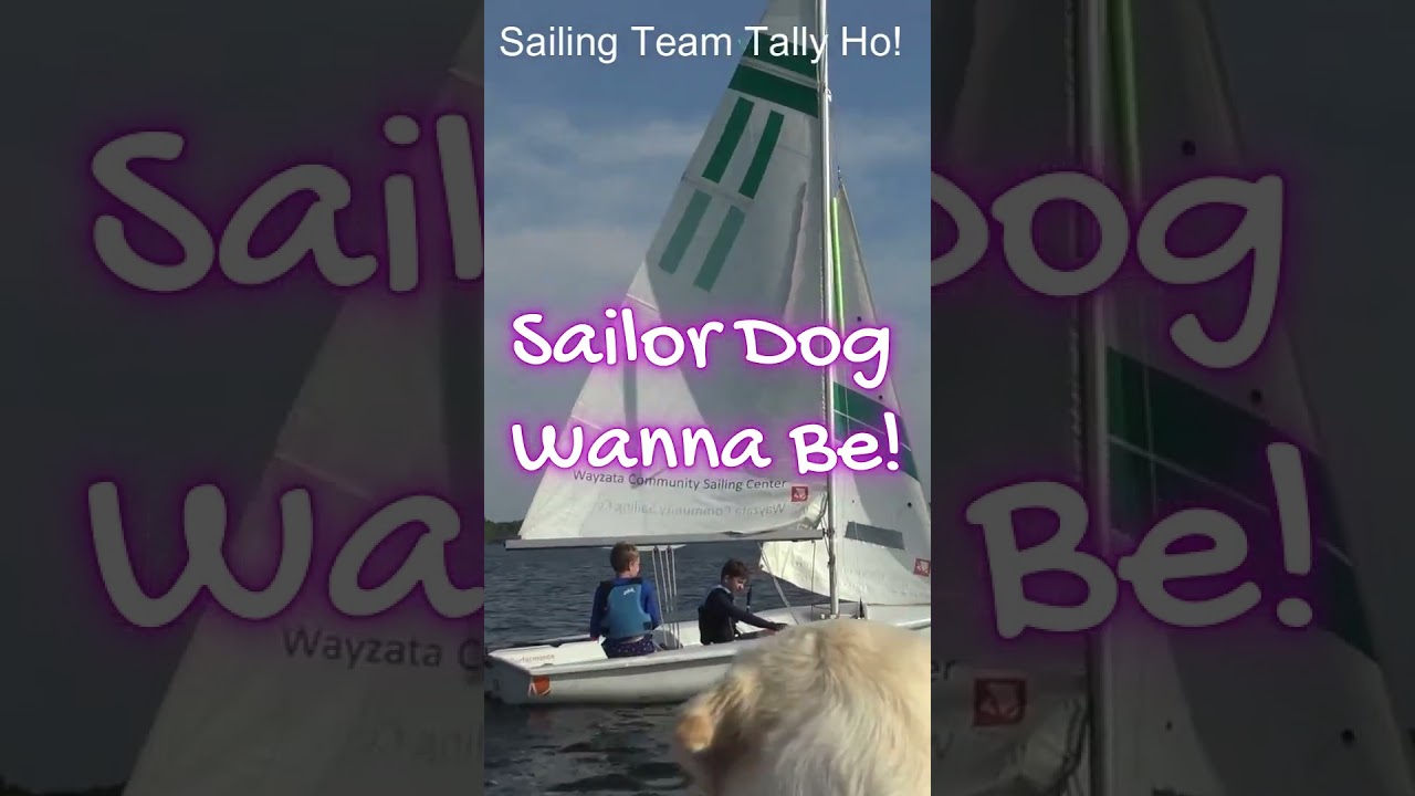 Sailor Dog Wanna Be!  #sailing #yachting #sailingvideo