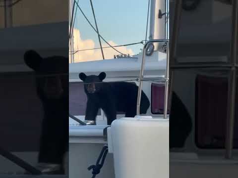 Ursul Negru găsit pe o ambarcațiune andocata în clubul de iaht din Napoli