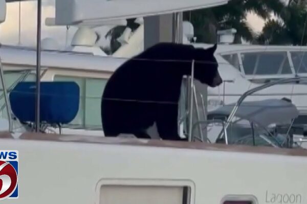Ursul văzut pe o barca cu pânze din Florida într-un videoclip lansat
