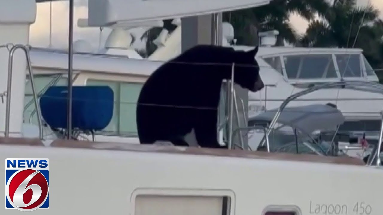 Ursul văzut pe o barca cu pânze din Florida într-un videoclip lansat