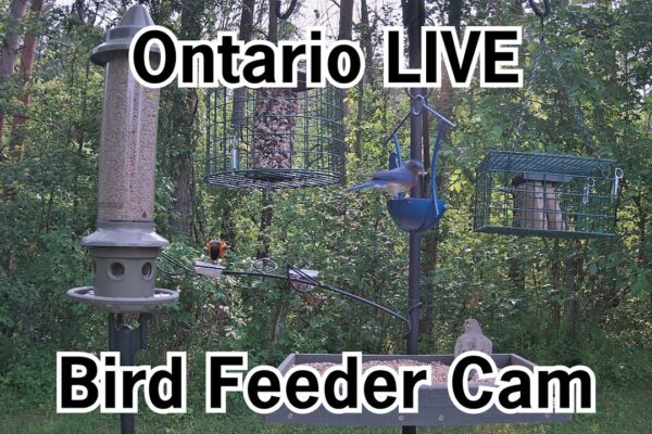 Cameră Ontario Bird Feeder - Cele mai colorate păsări în 4K