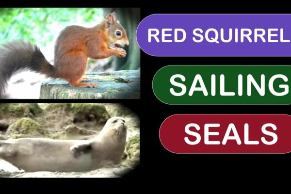 Navigație, foci și veverițe roșii cu Zephyr IV