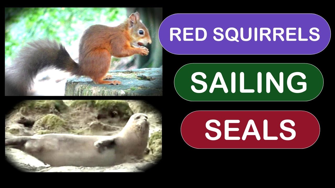 Navigație, foci și veverițe roșii cu Zephyr IV