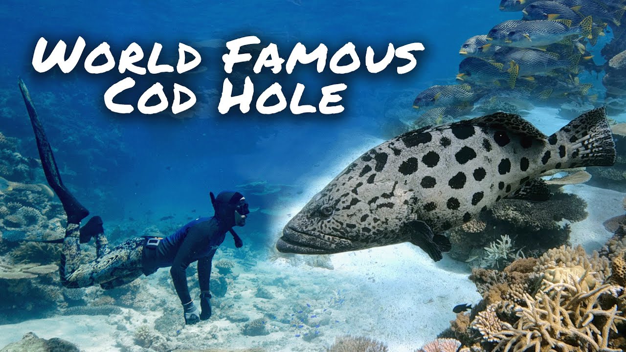 The Cod Hole: scufundări în cel mai faimos recif din AUSTRALIA!  Ep.40 (Sailing Popao)