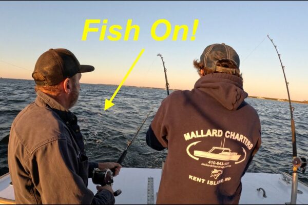 Cel mai bun pescuit din lume în golful Chesapeake |  Sailing Zephyr - Ep.  211