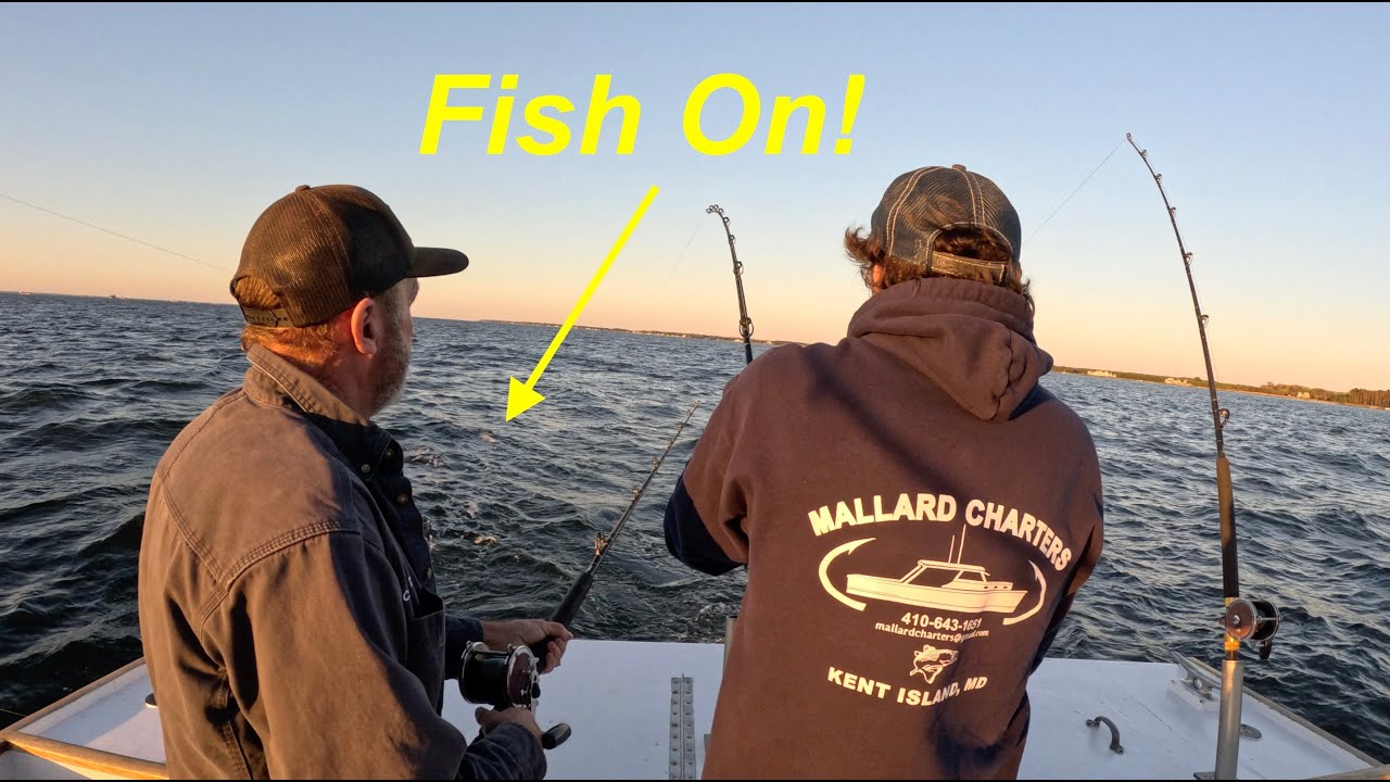Cel mai bun pescuit din lume în golful Chesapeake |  Sailing Zephyr - Ep.  211