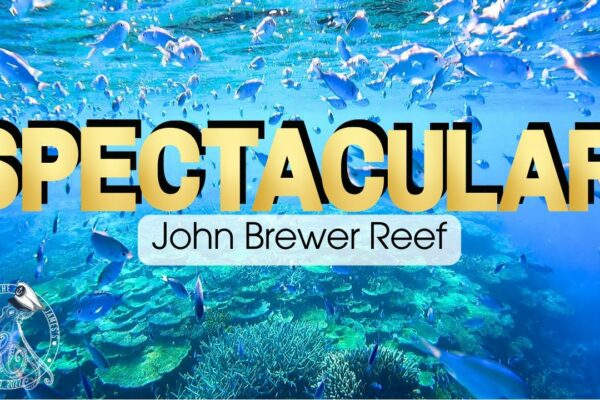Navigarea pe MAREA BARIERĂ DE CORAL |  Spectaculosul John Brewer Reef |  Navigarea cu James's (Ep. 58)