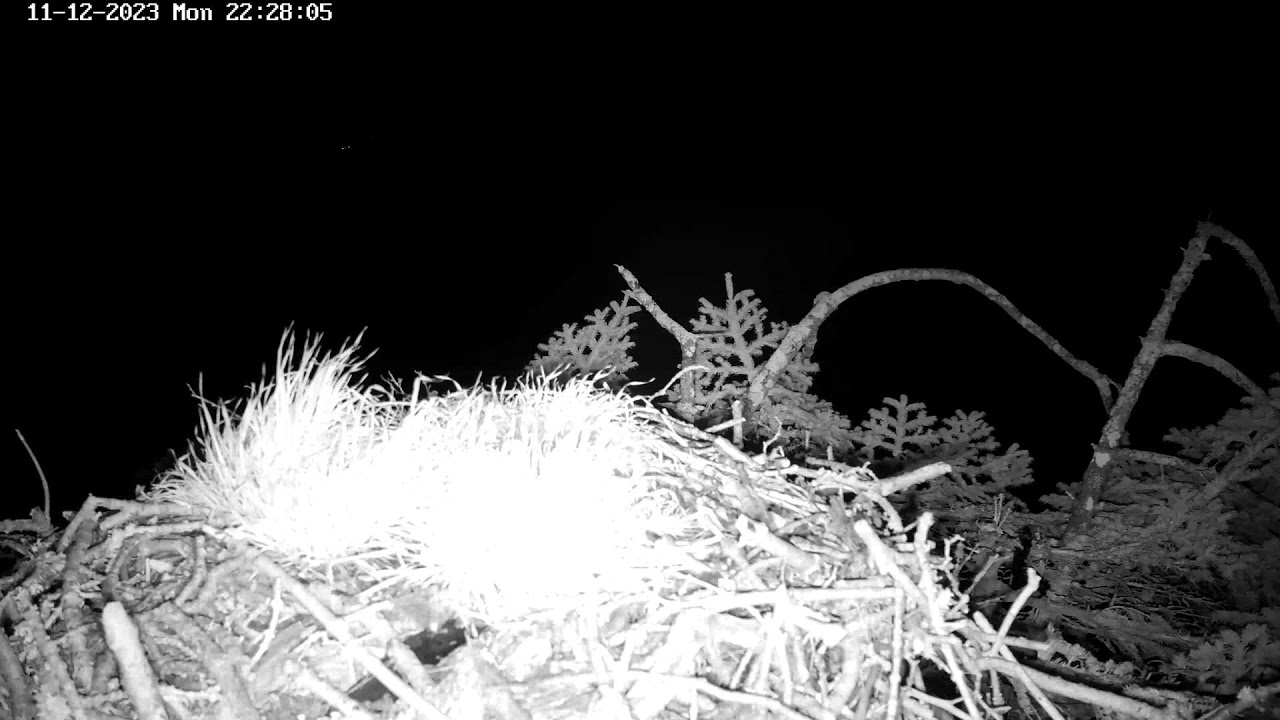Poole Harbour Osprey Nest Camera - Vedere peisaj