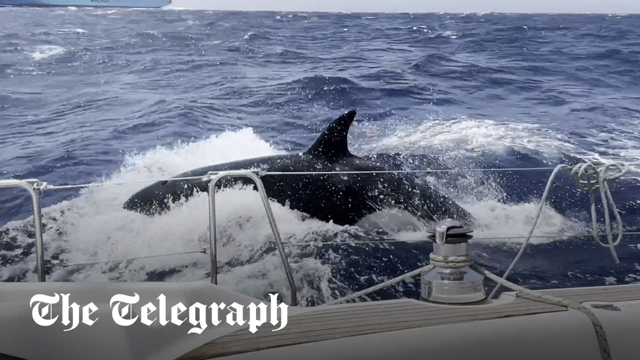Balenele ucigașe atacă un iaht în largul coastei Marocului