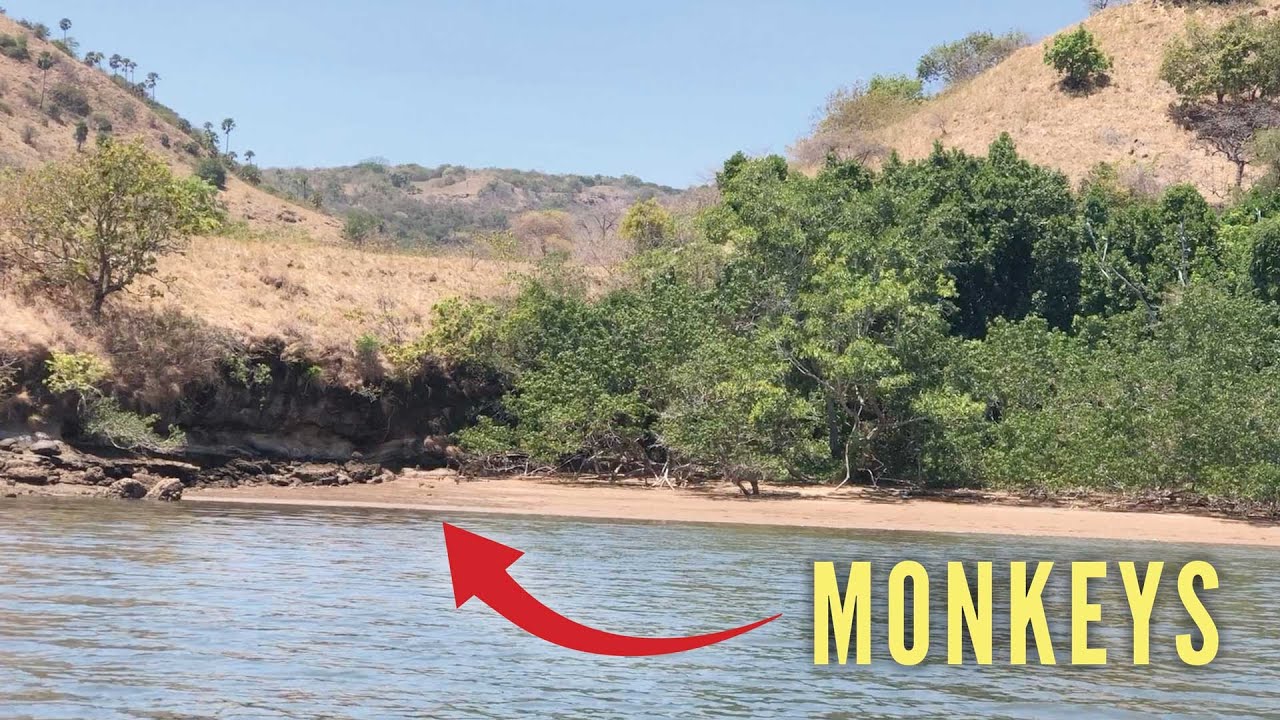 Ep 343 |  Maimuțe pe plajă, Indonezia, coajă de nucă