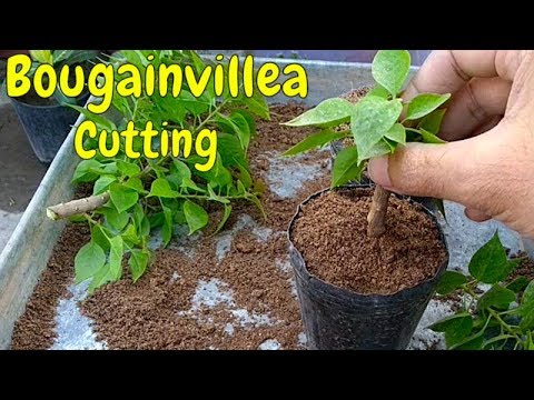 Cum să creșteți bougainvillea din tăierea partea 1 (decembrie 2018)