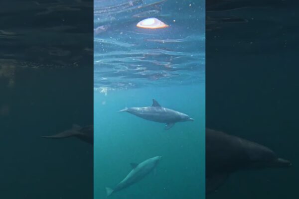 Explorând colțuri îndepărtate ale #Indoneziei cu iahtul cu Cookson Adventures #luxurytravel #yachting