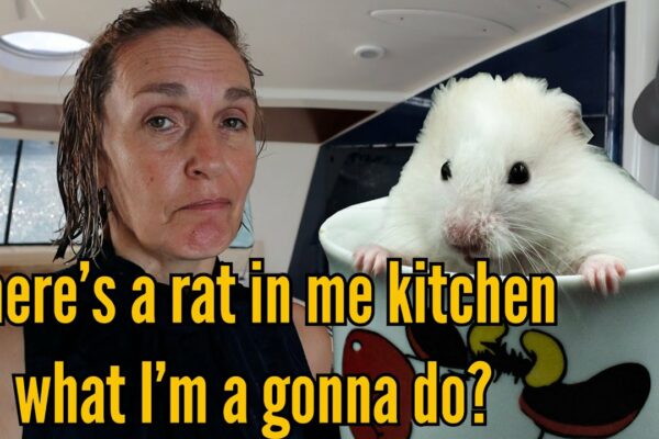 Oh nu!  Infestare cu șobolani pe barca noastră cu vele