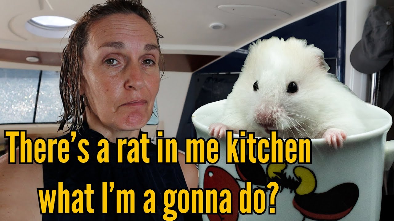 Oh nu!  Infestare cu șobolani pe barca noastră cu vele