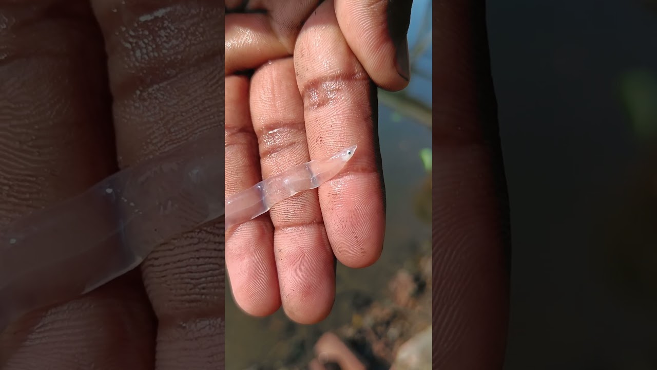 pește de sticlă #shortsvideo #shorts #malayalam #kerala #keralafishing #fishing #ocean