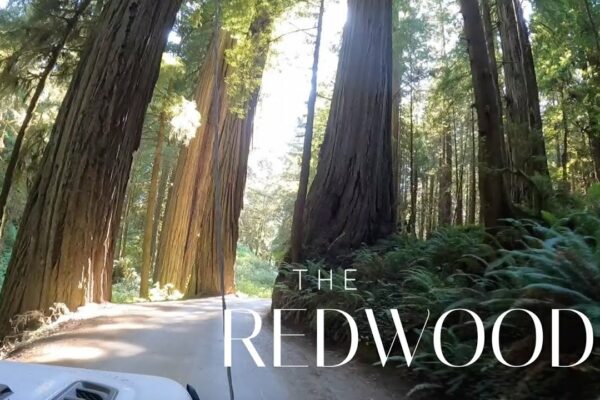 Ultima noastră oprire: Redwoods - Lazy Gecko Sailing și RV'ing