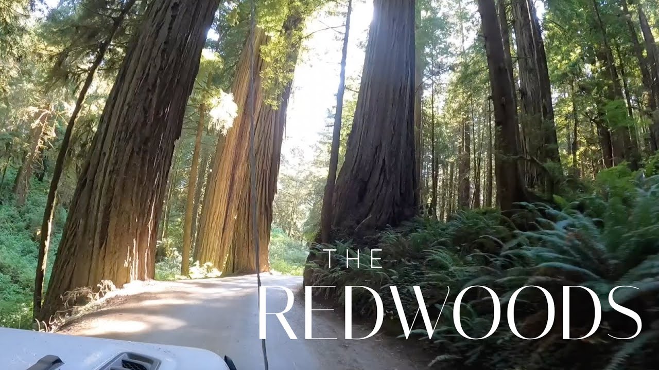Ultima noastră oprire: Redwoods - Lazy Gecko Sailing și RV'ing