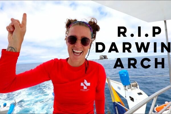 RIP Darwins Arch + Hammerheads GALORE! [Part 6]