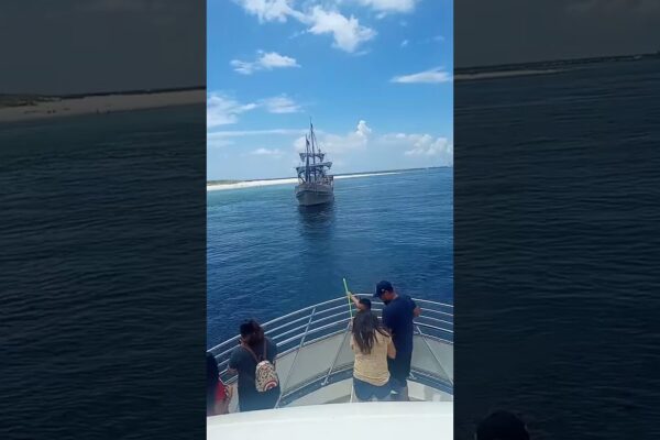 tururile cu delfinii întâlnesc pirați