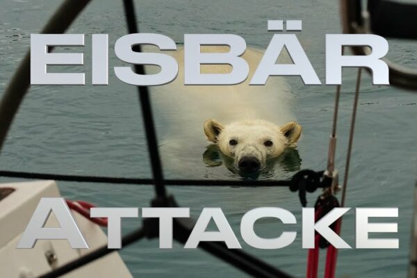 Atacul ursului polar 🐻‍❄️ în Groenlanda #169 @XTripSailing Sailing Adventure