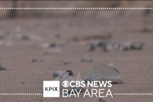 „Marinarii de la vânt” care apar în număr mare pe plajele din California