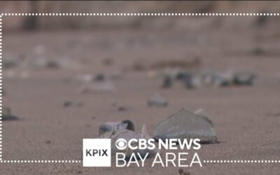 „Marinarii de la vânt” care apar în număr mare pe plajele din California