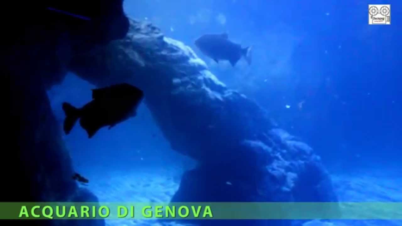 Acvariul din Genova