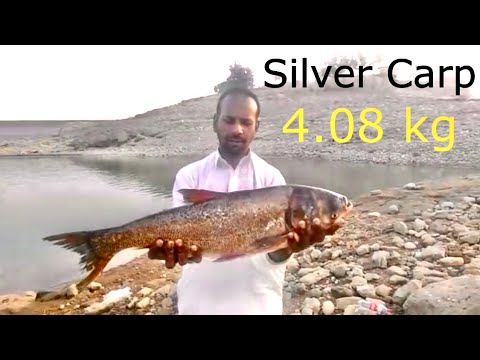 Big Silver Carp (Mangla Boating club) Joc excelent al lui Imran Ali și al echipei.