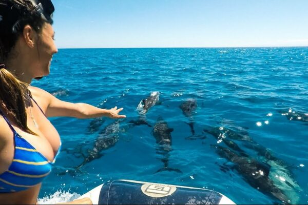 Delfini peste tot!  Noi suntem regii delfinilor!!  Sailing Nandji, Ep 47